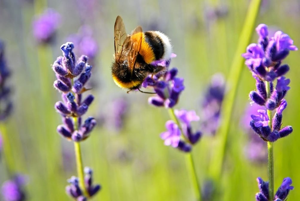 Cute bumble bee on a lavender flower for earth berry apothecary’s emails